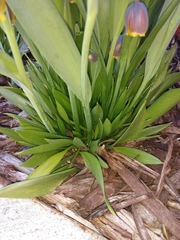 Fritillaria michailovskyi