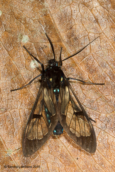 Neotrichura