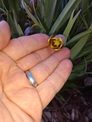 Fritillaria michailovskyi