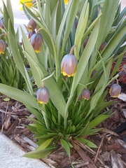 Fritillaria michailovskyi
