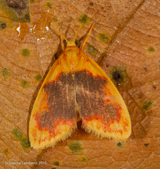 Rhodographa phaeoplaga