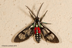 Poecilosoma eone