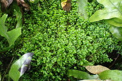 Soleirolia soleirolii