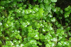 Soleirolia soleirolii