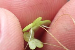 Lemna disperma