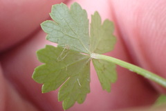 Hydrocotyle tripartita
