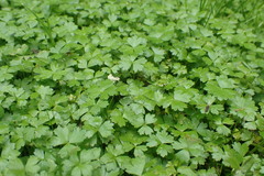 Hydrocotyle tripartita