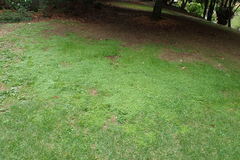 Hydrocotyle tripartita