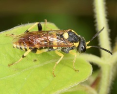 Macrophya succincta
