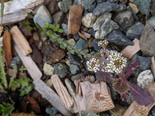 Purpleanther field pepperweed (Lepidium heterophyllum)