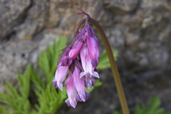Dicentra eximia