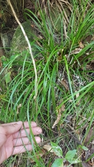 Carex spinirostris