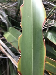 Ichneutica steropastis