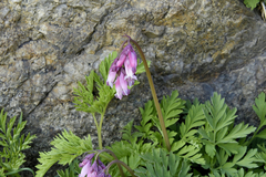 Dicentra eximia