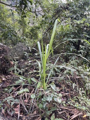 Miscanthus floridulus