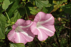 Calystegia sepium roseata