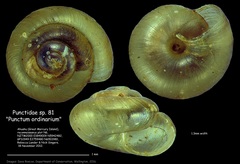 Punctidae