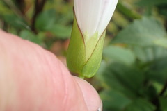 Calystegia sepium roseata