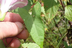 Calystegia sepium roseata