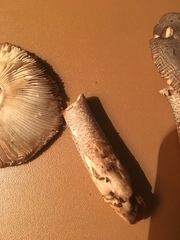 Amanita protecta