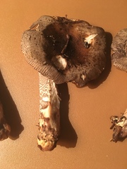 Amanita protecta