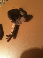 Amanita protecta