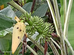 Musa acuminata flava