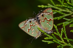 Callophrys gryneus castalis