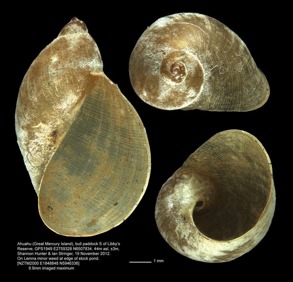American Ribbed Fluke Snail, photo 1 of 10