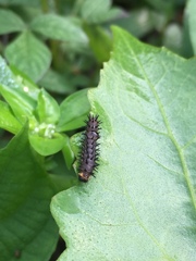Papilionoidea