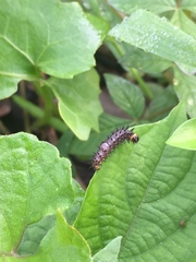 Papilionoidea