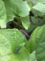 Papilionoidea