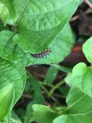 Papilionoidea