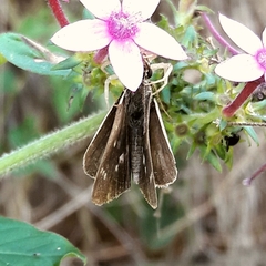 Cymaenes lepta
