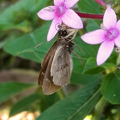 Cymaenes lepta