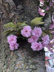 Prunus