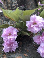 Prunus