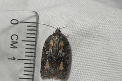 Acleris youngana