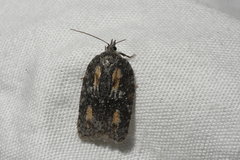 Acleris youngana