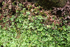 Soleirolia soleirolii