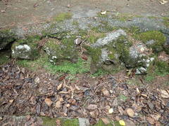 Soleirolia soleirolii