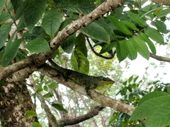 Calotes grandisquamis