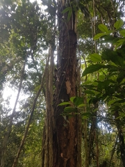 Piptadenia gonoacantha