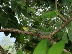 Calotes grandisquamis