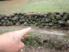 Soleirolia soleirolii