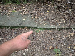 Soleirolia soleirolii