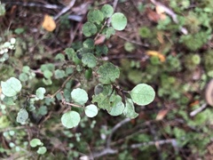 Streblus heterophyllus