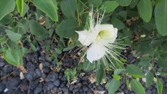 Capparis sandwichiana
