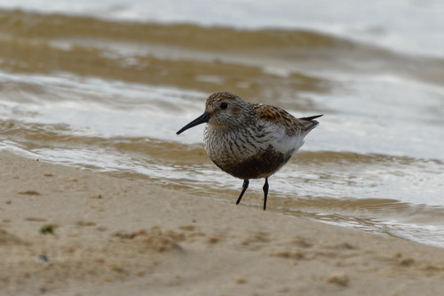 Correlimos común (Calidris alpina)