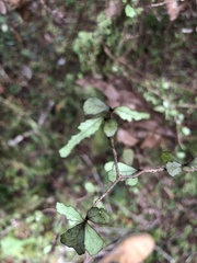 Streblus heterophyllus